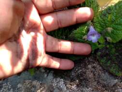 Imagem de Eucodonia verticillata (Martens & Galeotti) Wiehler