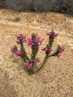 Image of Chloanthes coccinea Bartl.