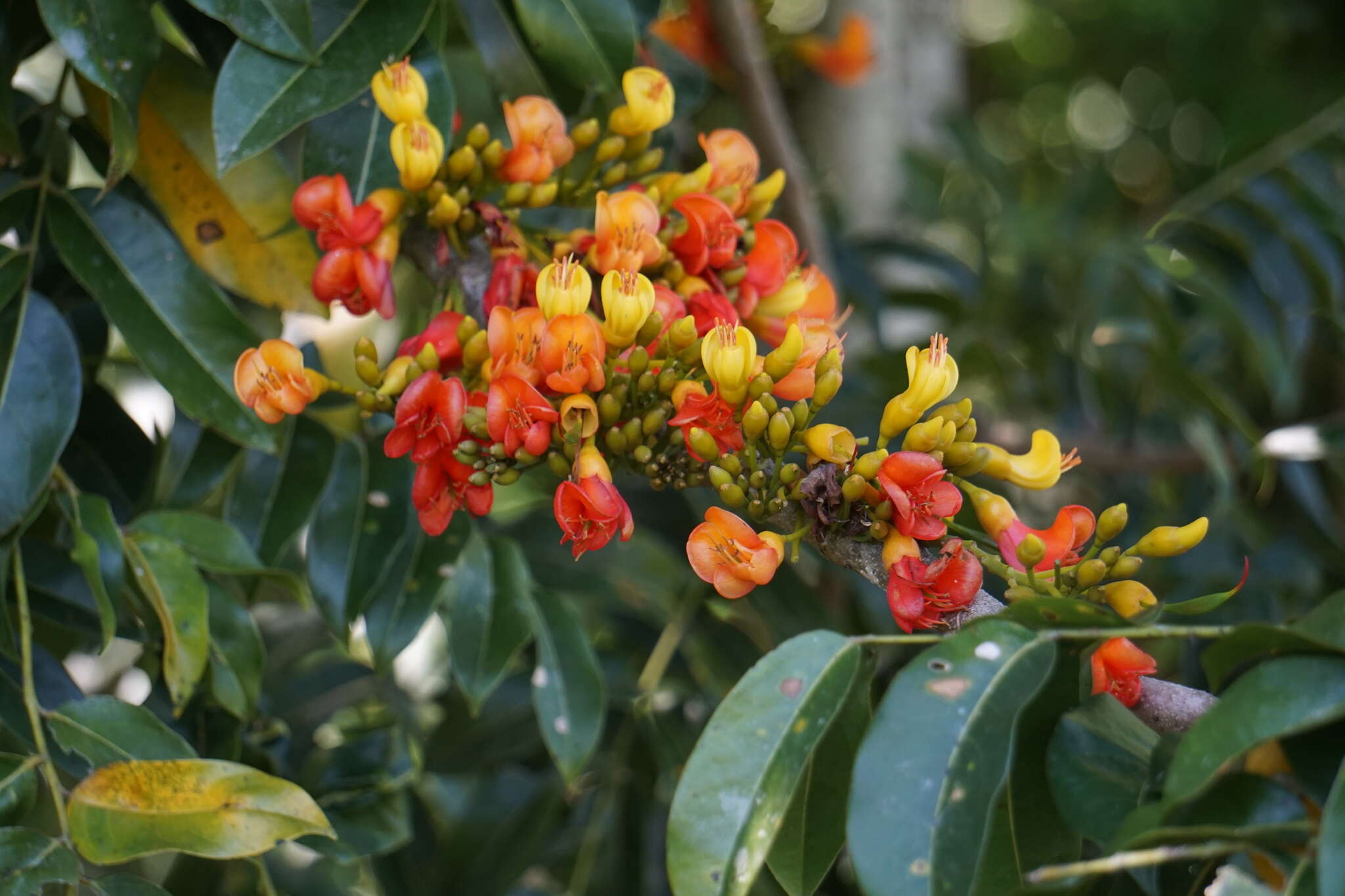 Image de Castanospermum