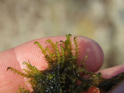 Image of Scorpidium cossonii Hedenäs 1989