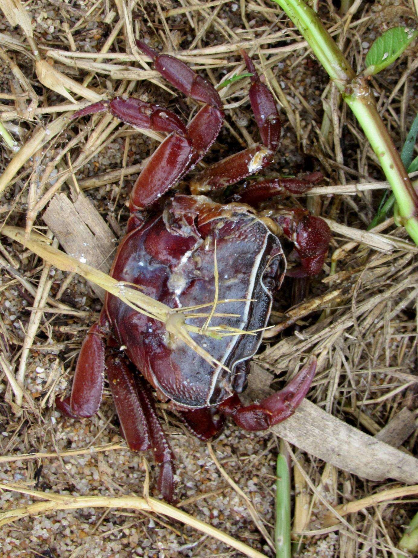 Image of Natal River Crab