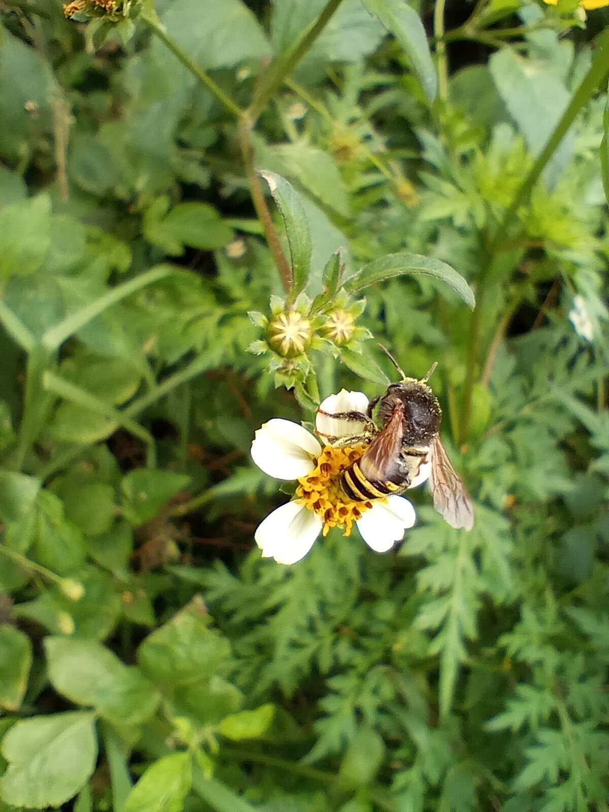 صورة Melipona quadrifasciata quadrifasciata Lepeletier 1836