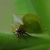 Image of Stictocephala brevitylus Van Duzee