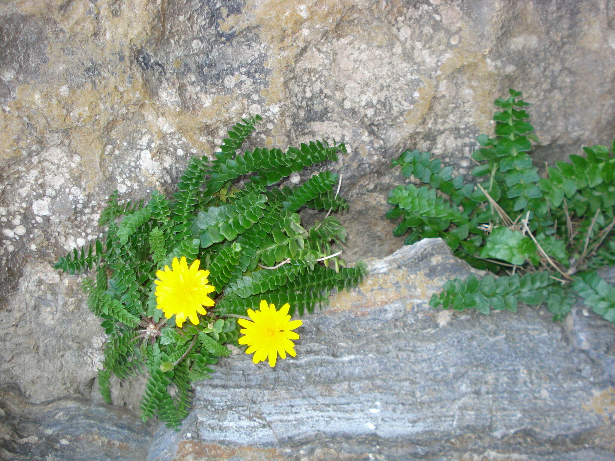 Image of Hyoseris lucida L.