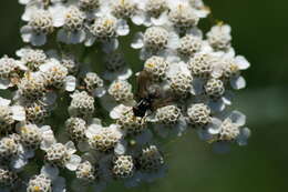 Image of Phasia obesa (Fabricius 1798)