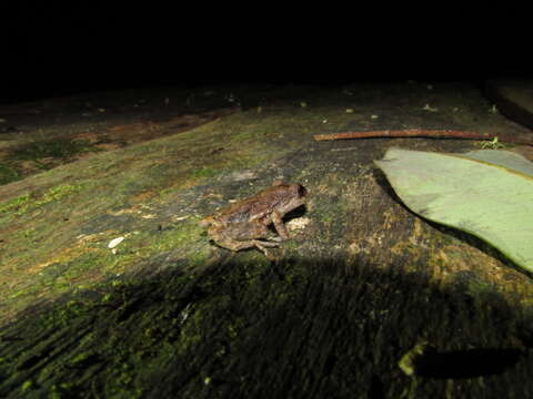 Image of Pristimantis altamazonicus (Barbour & Dunn 1921)