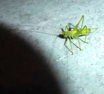 Image of southern oak bush-cricket