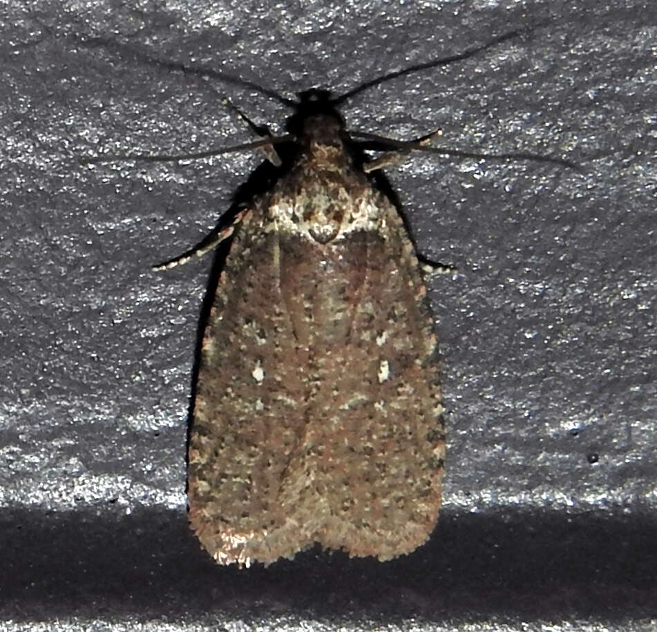 Image of Agonopterix clemensella Chambers 1876