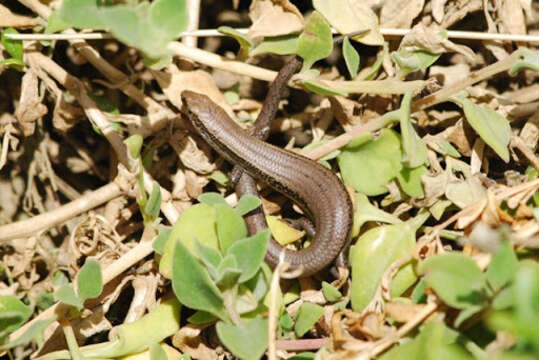 Image of Southern Grass Skink