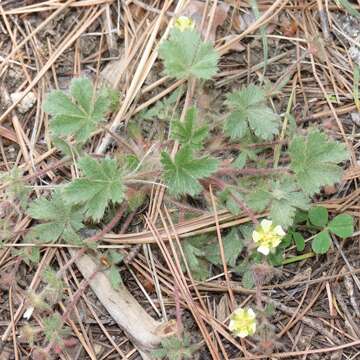 Image of Navajo cinquefoil