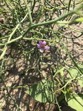 Image of rush skeletonplant