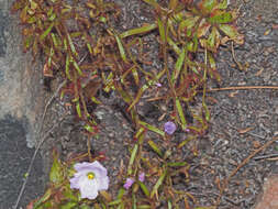 Image de Drosera liniflora Debbert