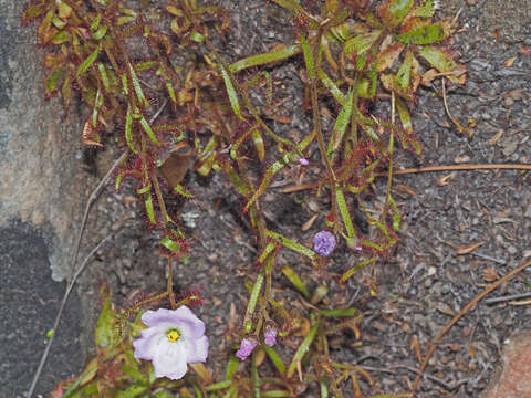 Image de Drosera liniflora Debbert