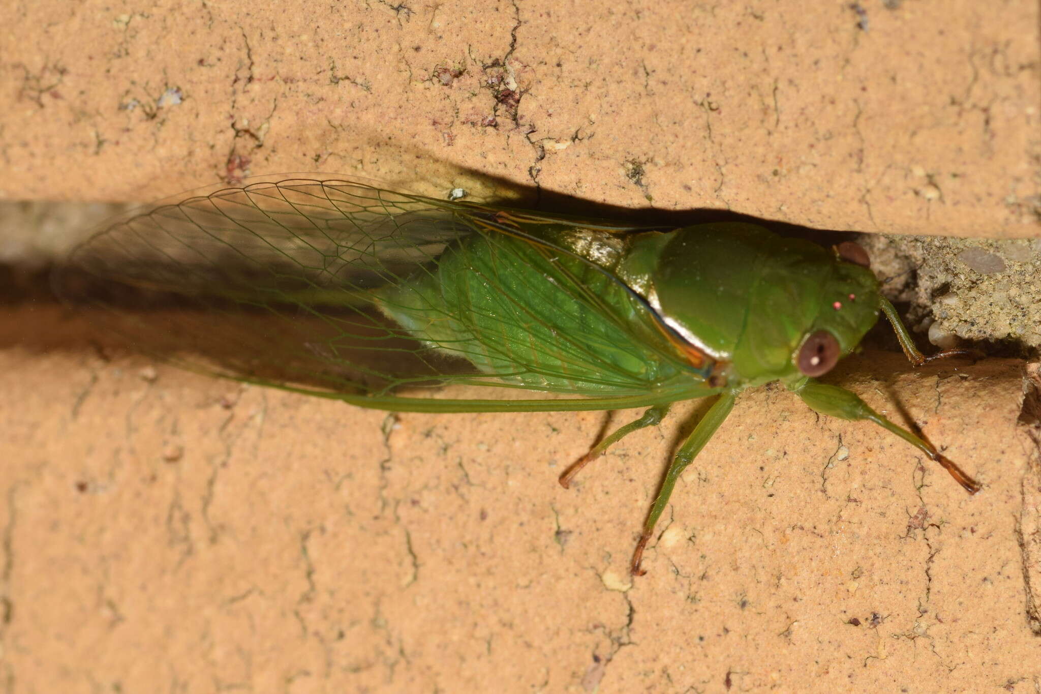 Sivun Chlorocysta vitripennis (Westwood 1851) kuva