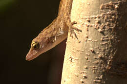 Imagem de Anolis concolor Cope 1862