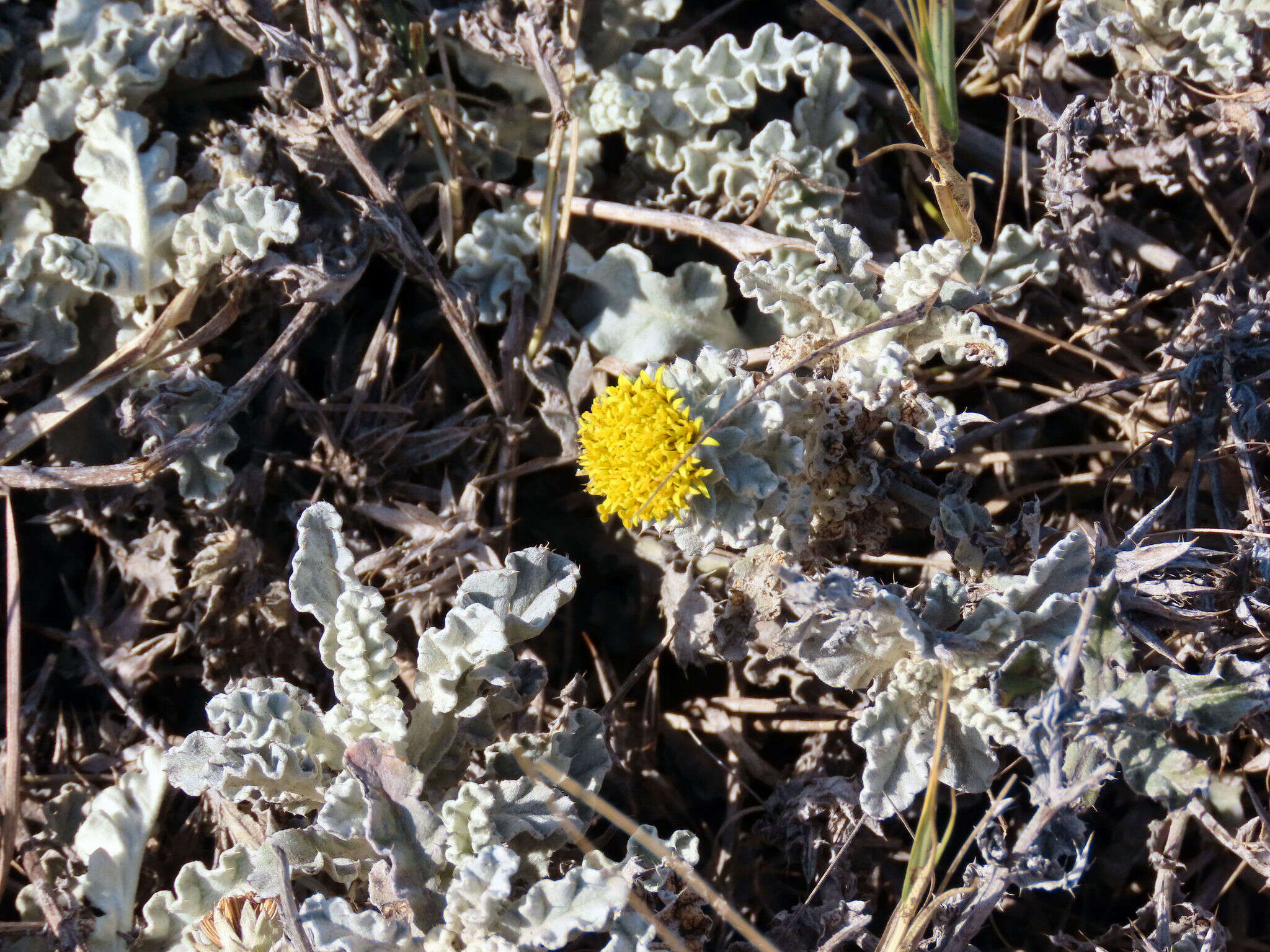 Image of prickly gousblom