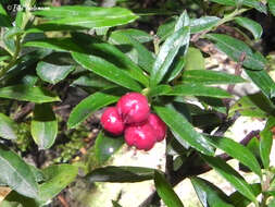 Sivun Gaultheria tenuifolia (R. Phil.) Sleum. kuva