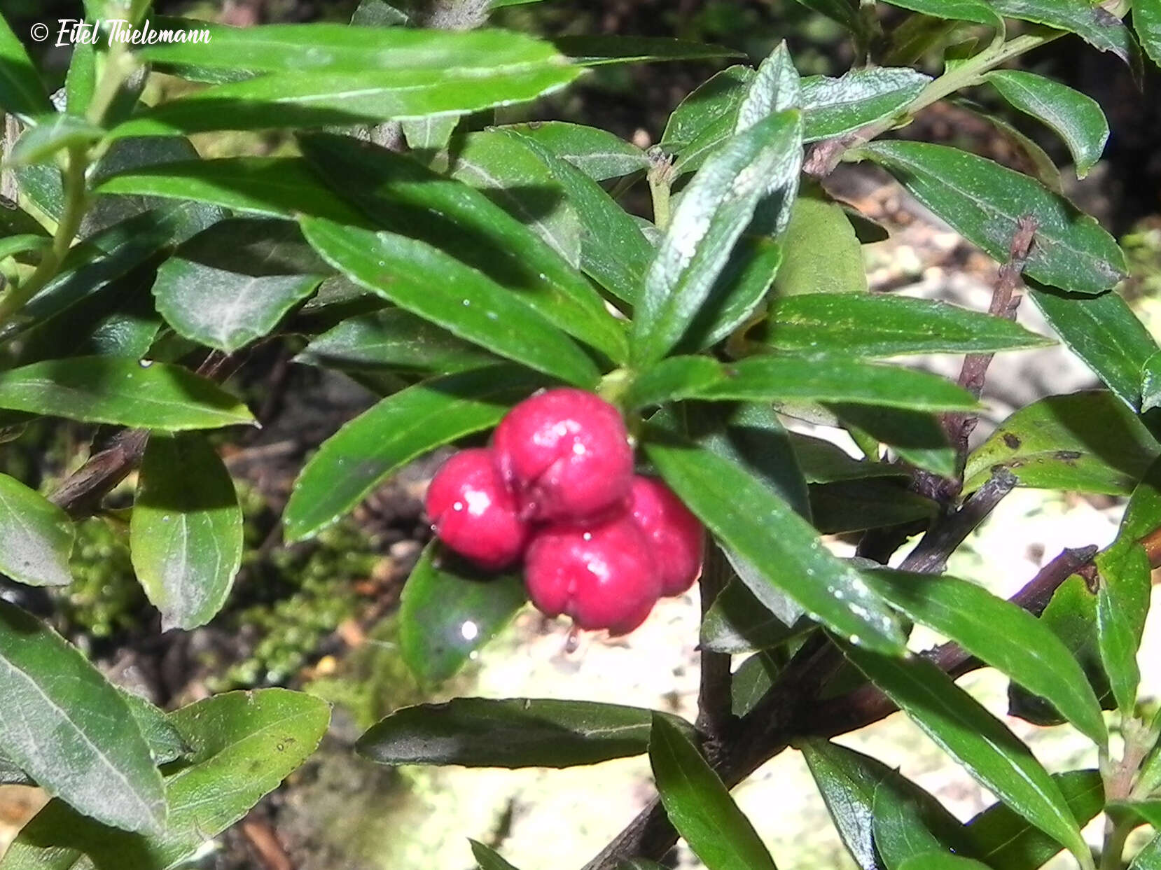 Image of Gaultheria tenuifolia (R. Phil.) Sleum.