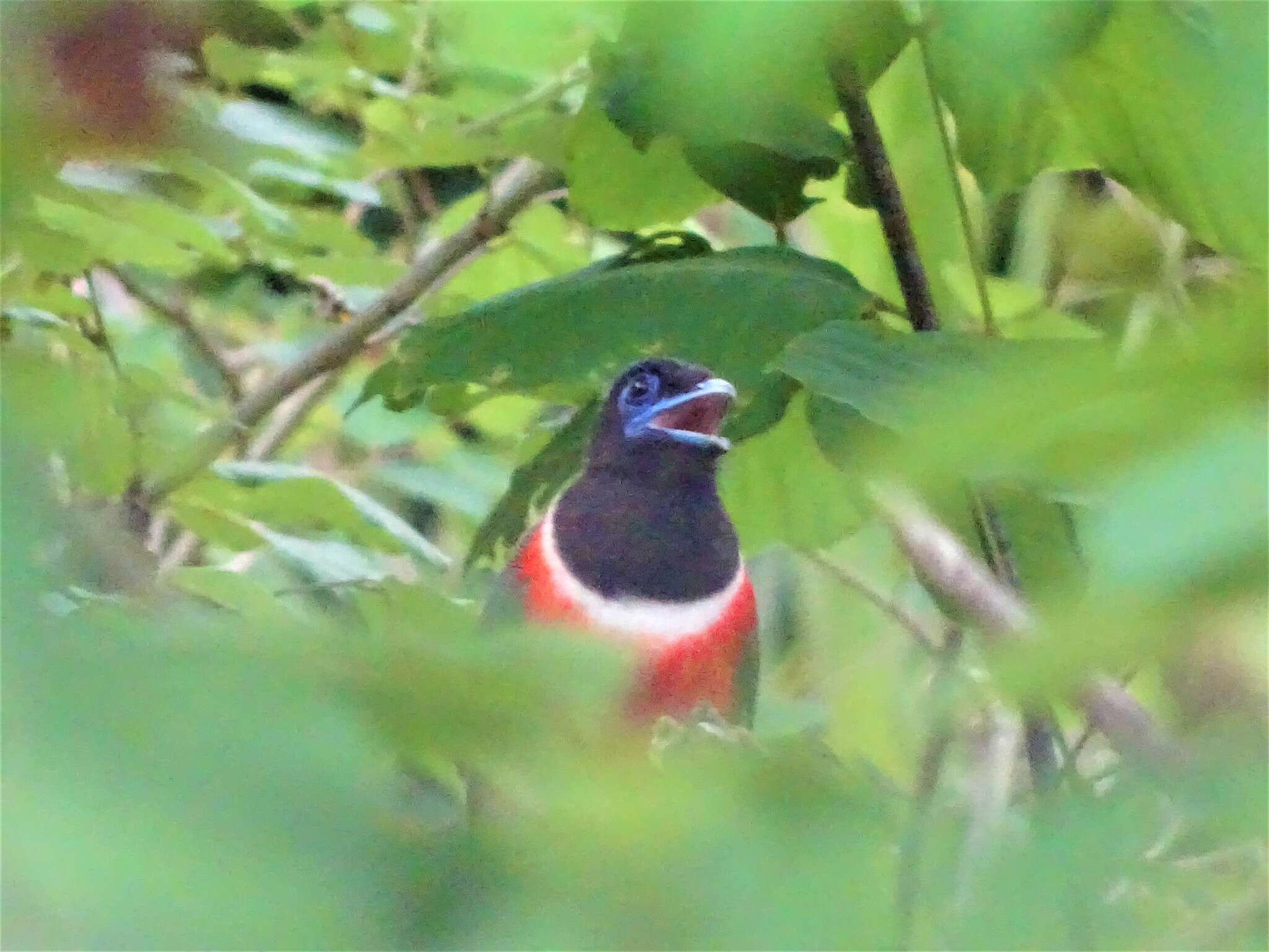 صورة Harpactes fasciatus malabaricus (Gould 1834)