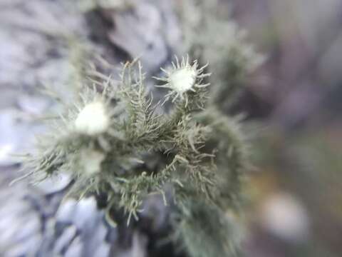 Image of Usnea parvula Motyka