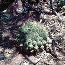 Image of Gymnocalycium schickendantzii subsp. delaetii (K. Schum.) G. J. Charles