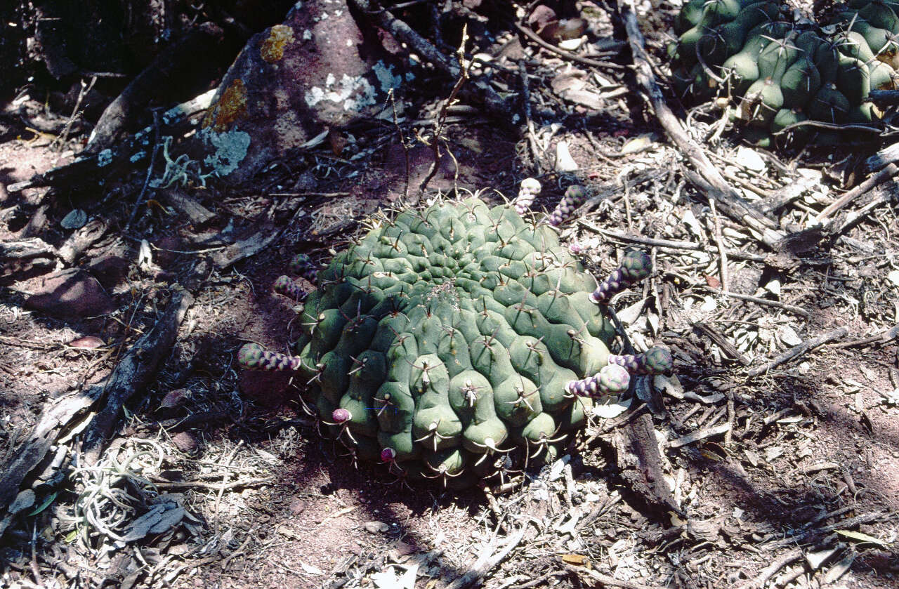 Image of Gymnocalycium schickendantzii subsp. delaetii (K. Schum.) G. J. Charles