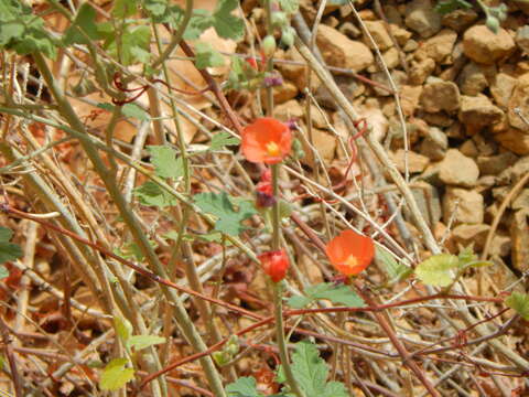 Image of desert globemallow