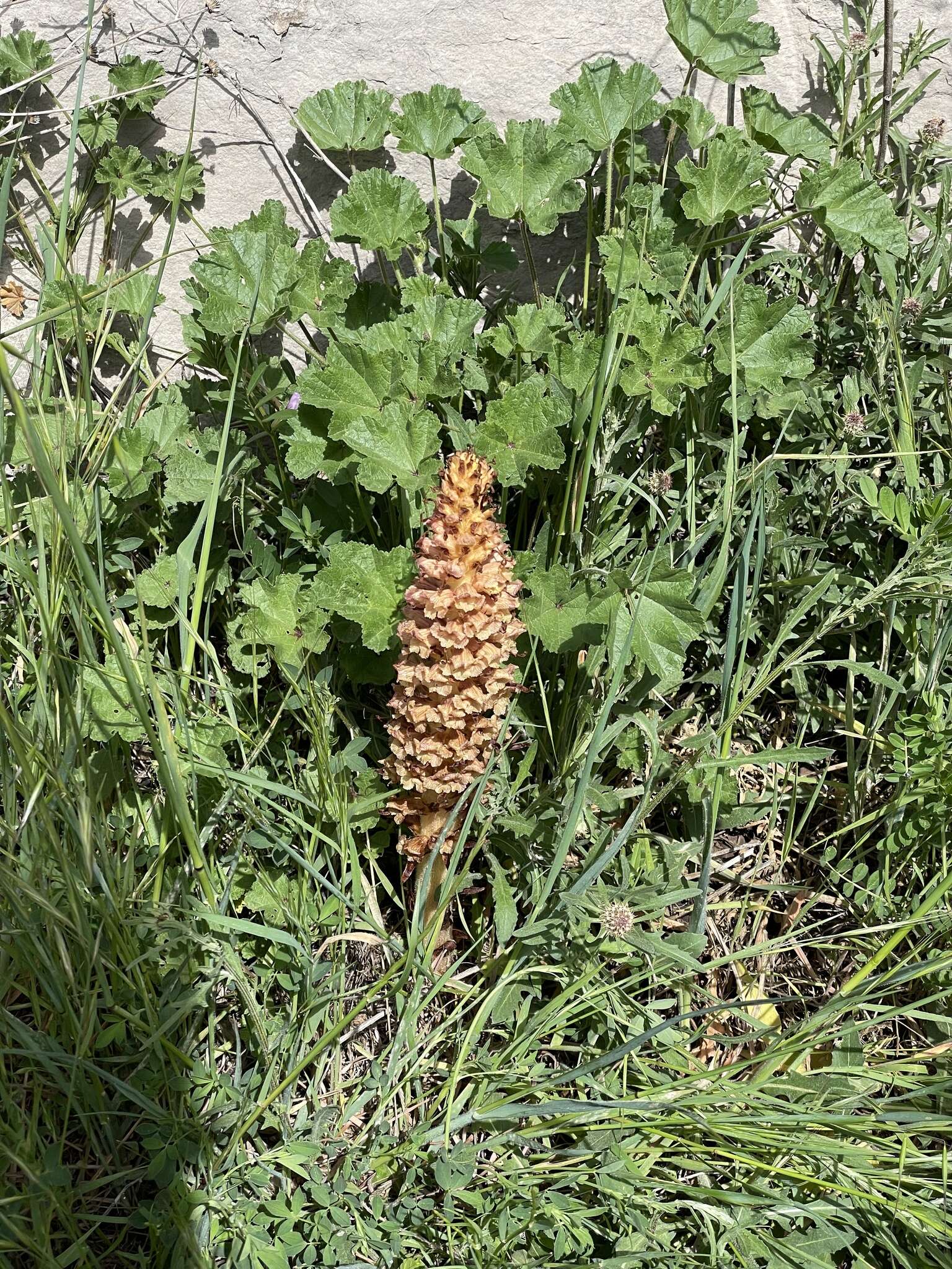 Image of Orobanche leptantha Pomel