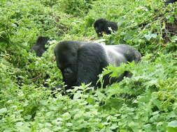 Image of Mountain Gorilla