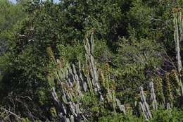 Euphorbia caerulescens Haw. resmi