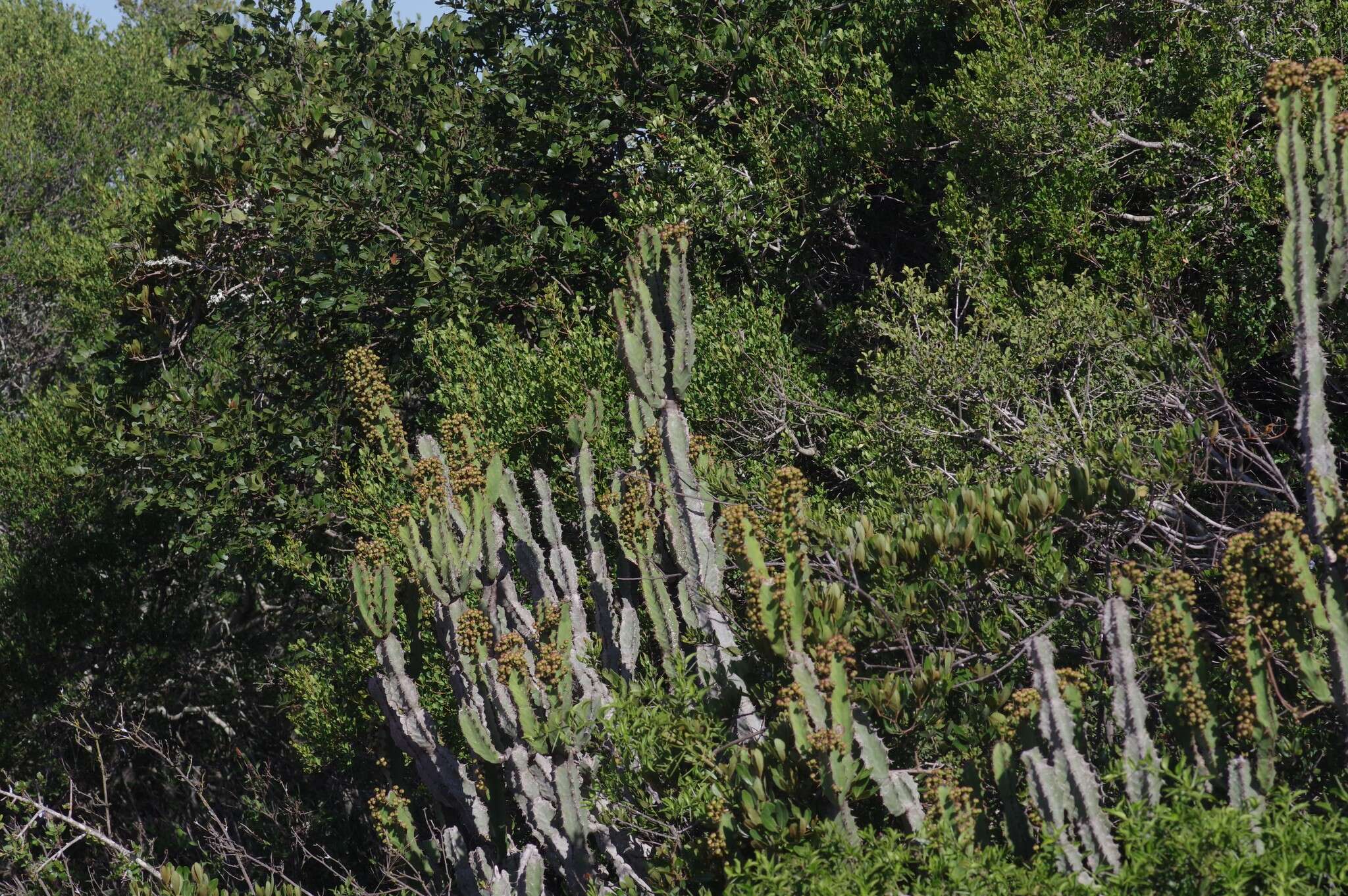 Sivun Euphorbia caerulescens Haw. kuva