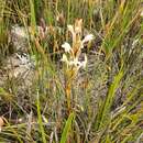 Satyrium eurycalcaratum van der Niet resmi