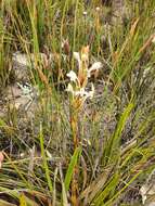 Image de Satyrium eurycalcaratum van der Niet