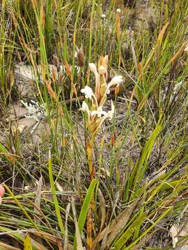 Imagem de Satyrium eurycalcaratum van der Niet