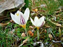 Image of smooth crocus