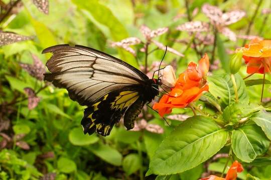 Image of Borneo Birdwing