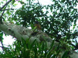 Image of Golden-olive Woodpecker