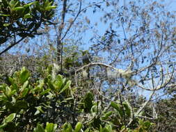 Image of Long-tailed Silky-flycatcher