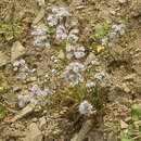 Image of Nipple Beach phacelia