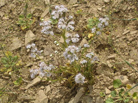 Image of Nipple Beach phacelia