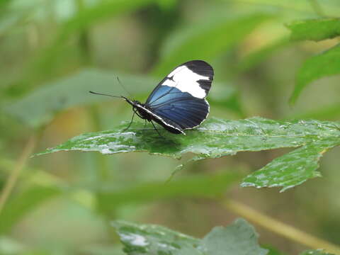 Image of Heliconius sapho leuce Doubleday (1847)