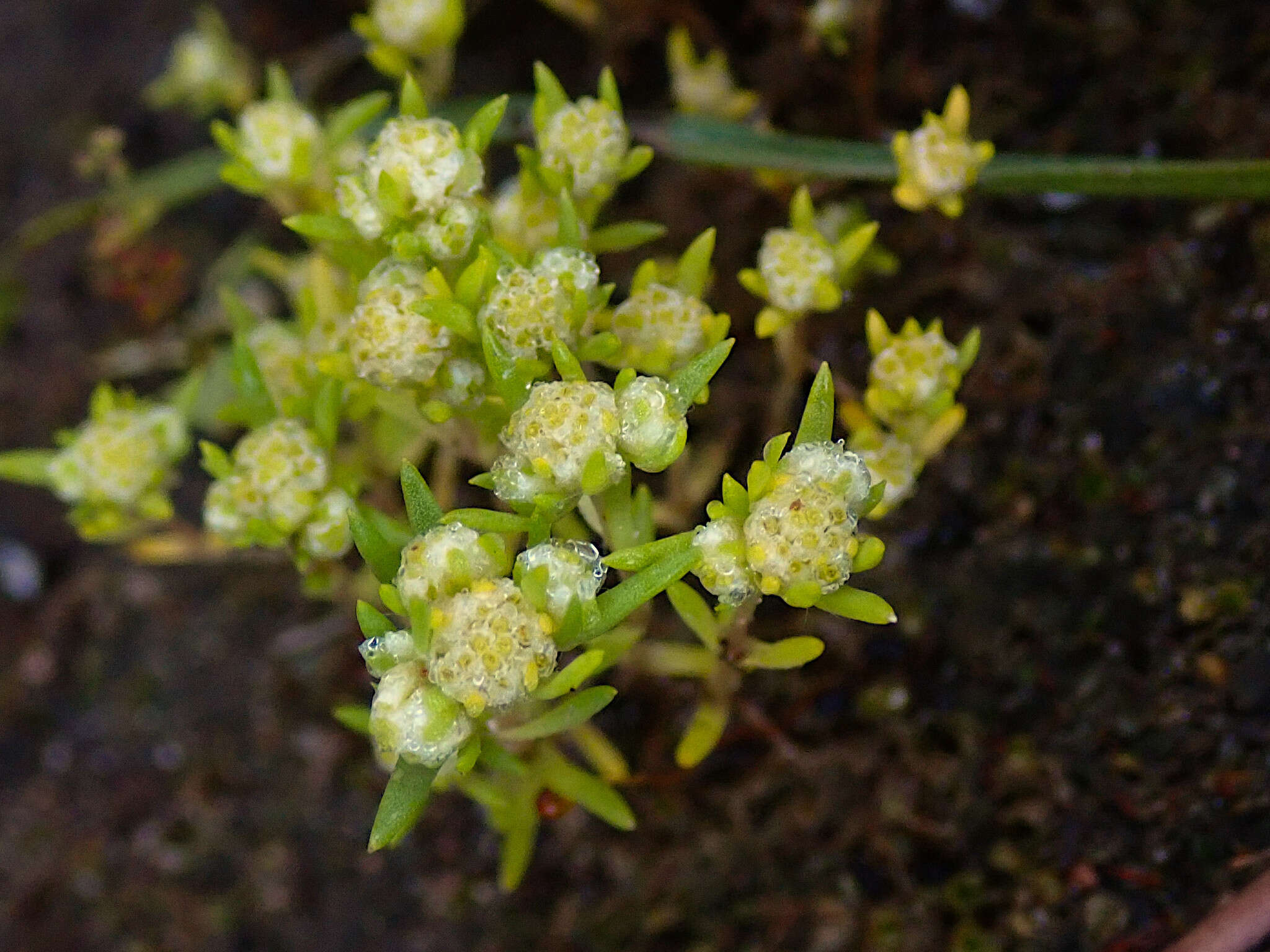 Image of <i>Siloxerus multiflorus</i>