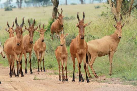 Image of Lelwel Hartebeest