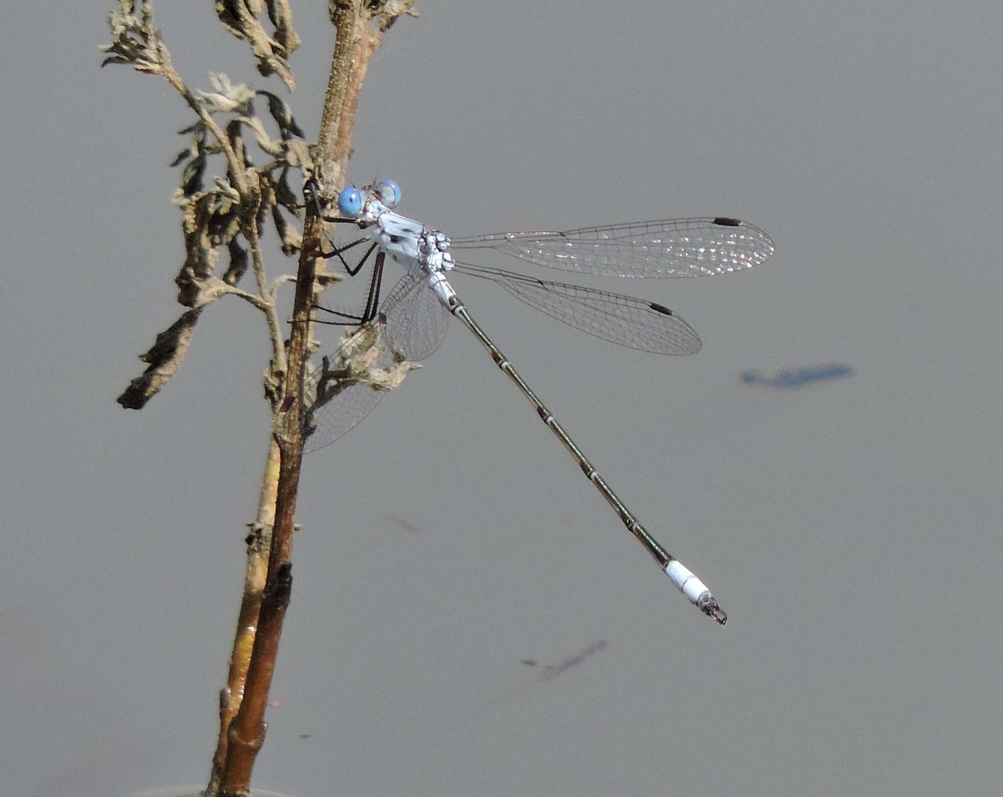 Sivun Lestes sigma Calvert 1901 kuva