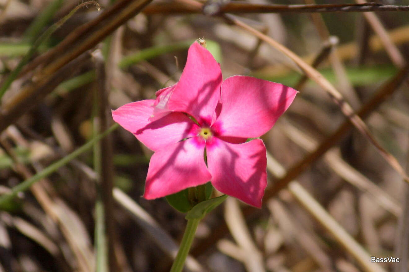 Image de Catharanthus ovalis subsp. grandiflorus Markgr.