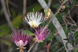 Capparis zeylanica L. resmi