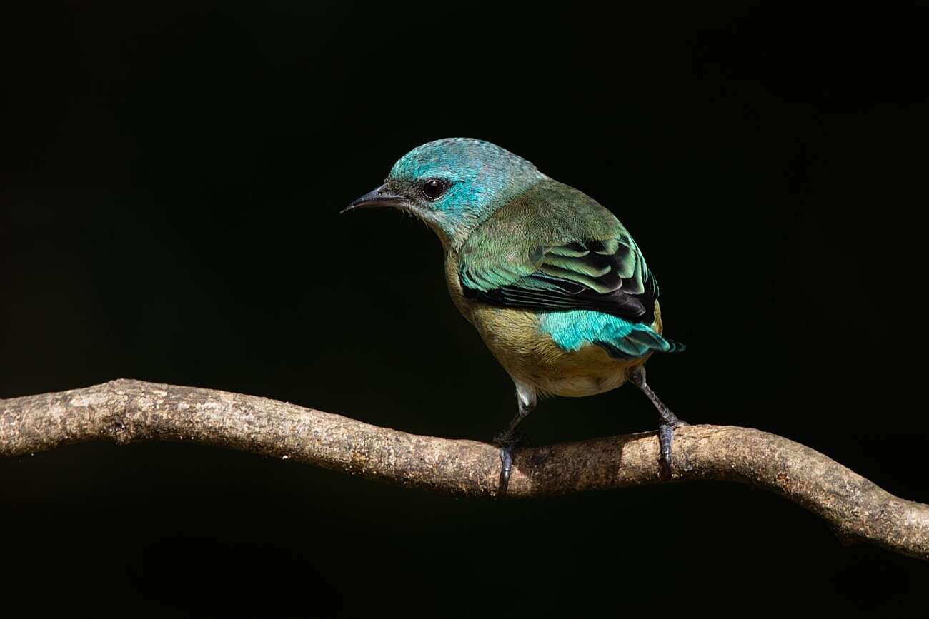 Image of Black-legged Dacnis