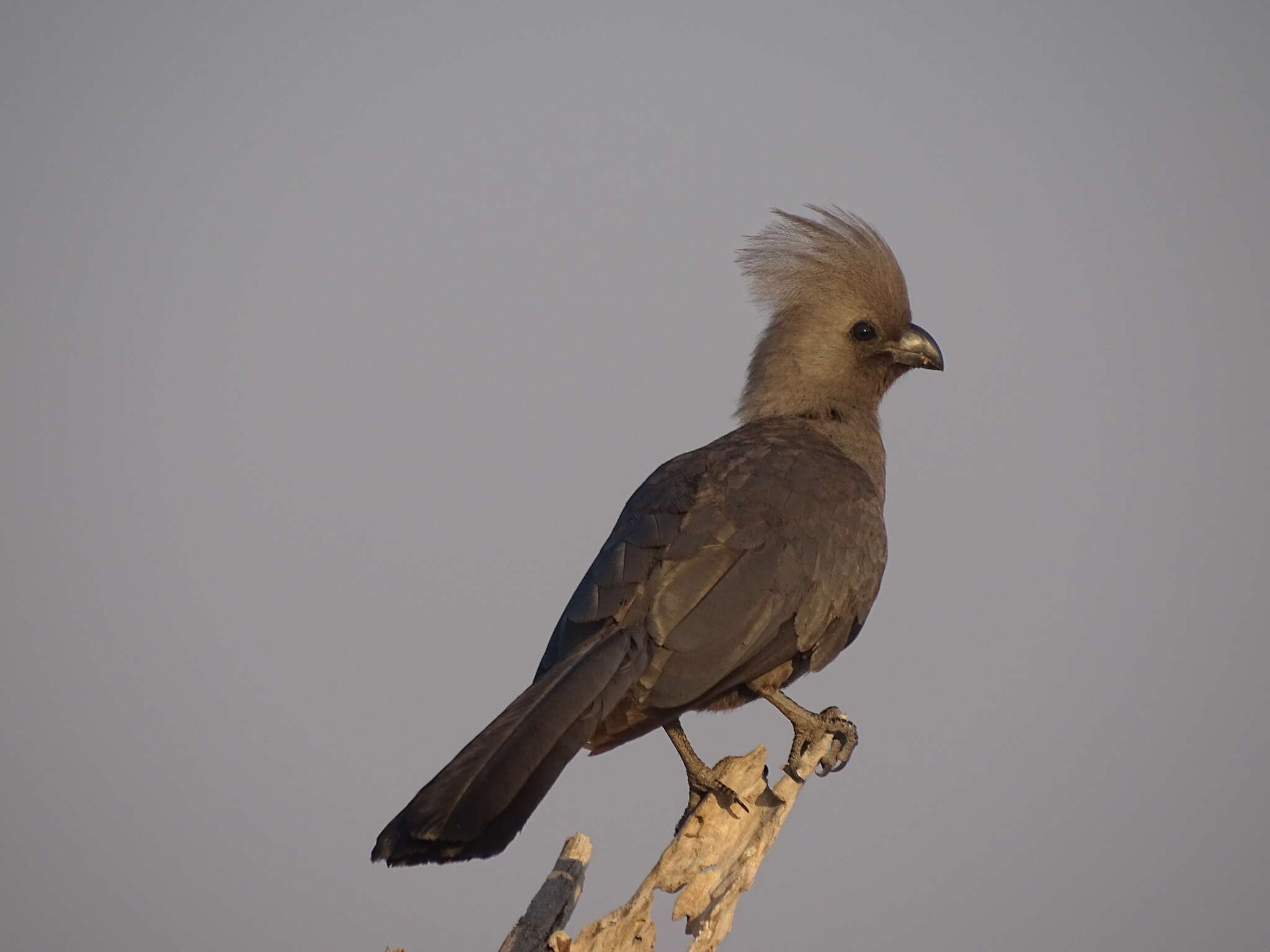 Image of Corythaixoides concolor bechuanae Roberts 1932