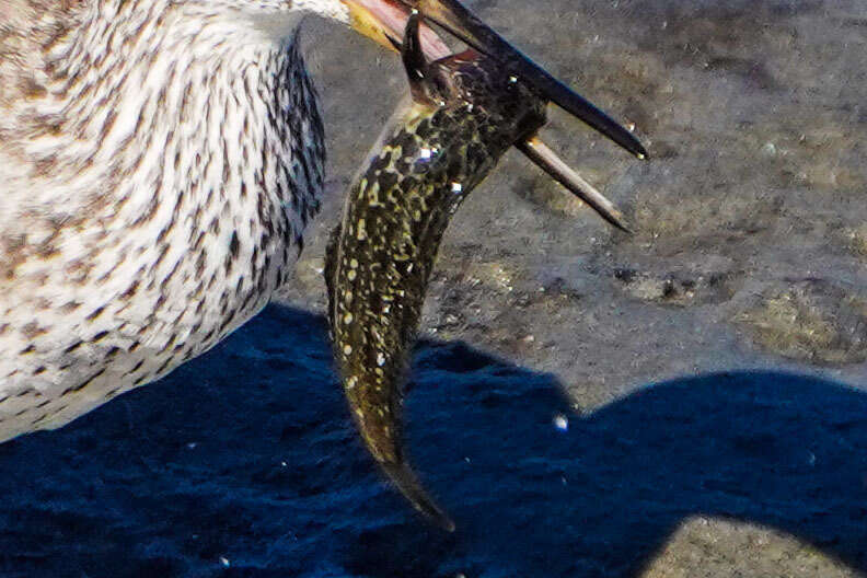 Image of Bay blenny