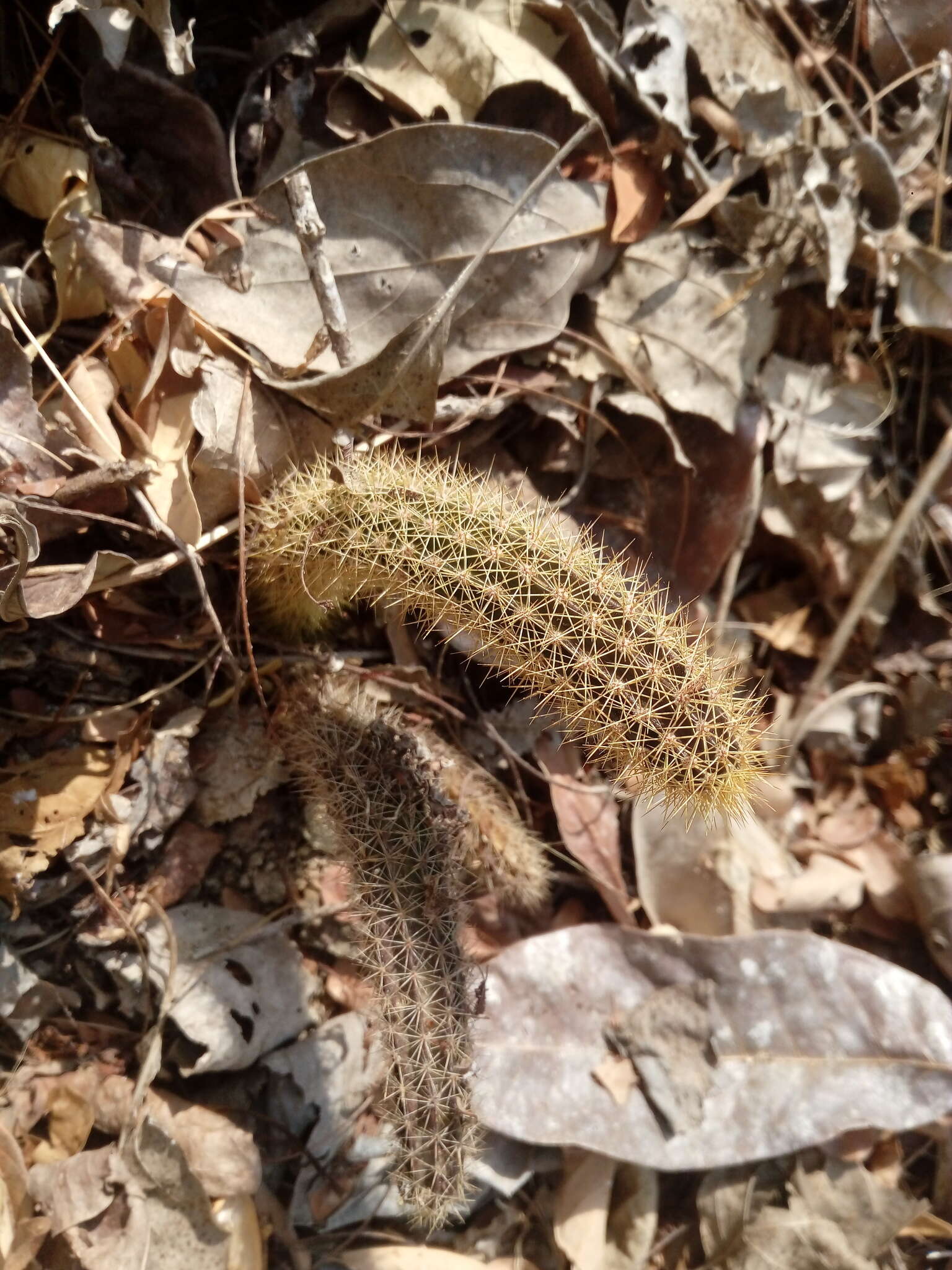 Image of <i>Acanthocereus oaxacensis</i>